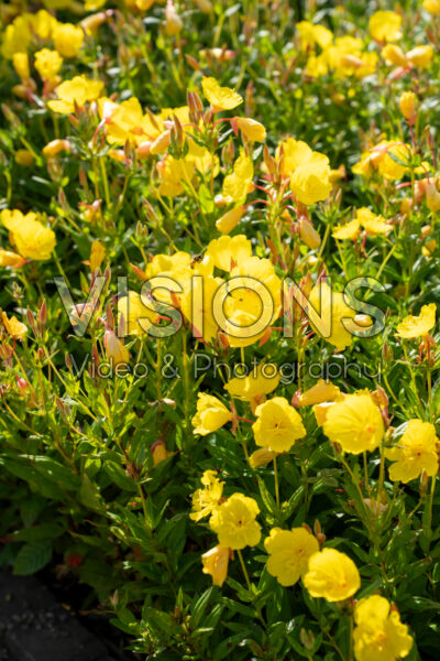 Oenothera fruticosa Oenothera fruticosa