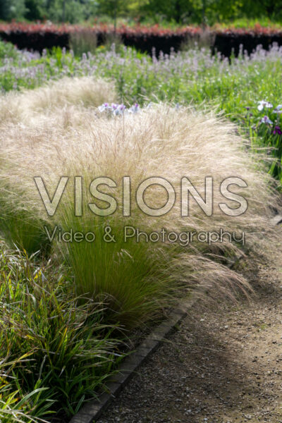 Stipa tenuissima