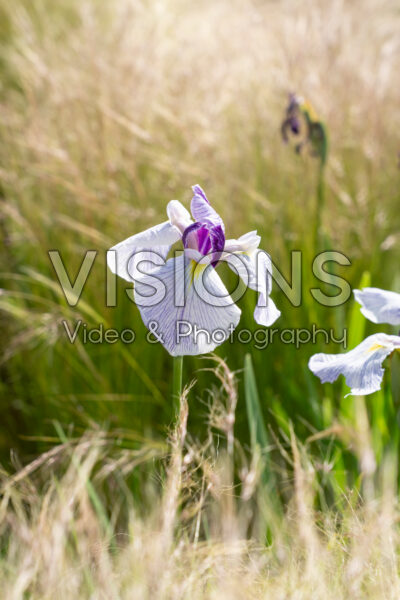 Iris ensata