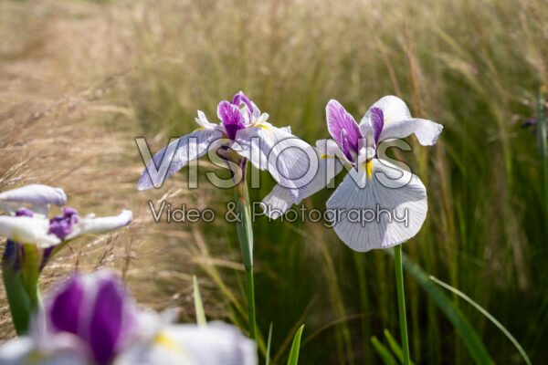 Iris ensata