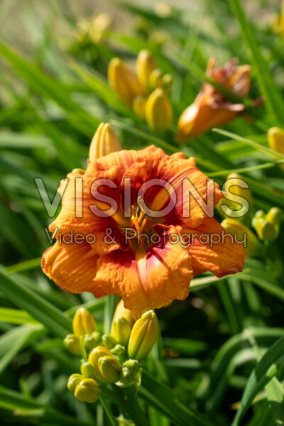 Hemerocallis