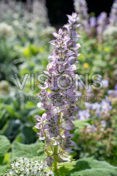 Salvia sclarea Salvia sclarea