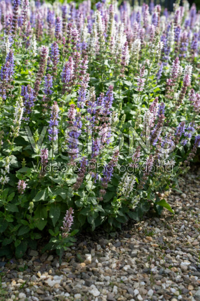 Salvia gemengd Salvia gemengd