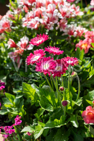 Gerbera Garvinea® Gerbera Garvinea®