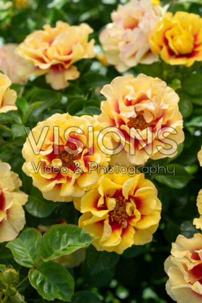 Rosa Orienta® Aylin 