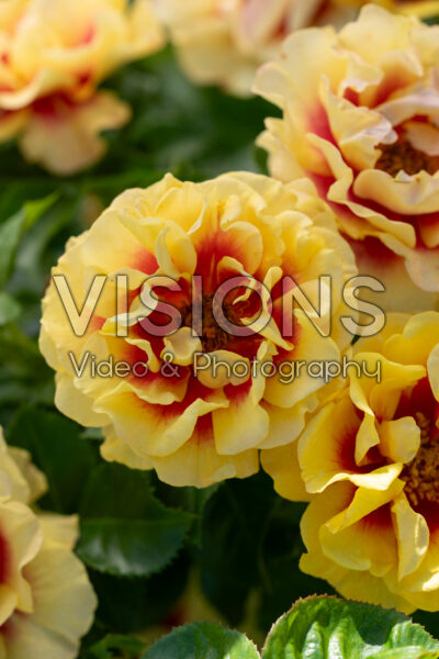 Rosa Orienta® Aylin Rosa Orienta® Aylin