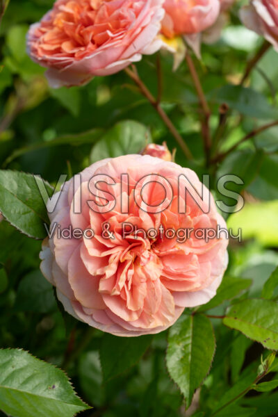 Rosa Chippendale® 
