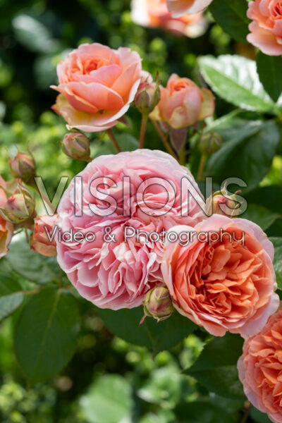 Rosa Chippendale® Rosa Chippendale®