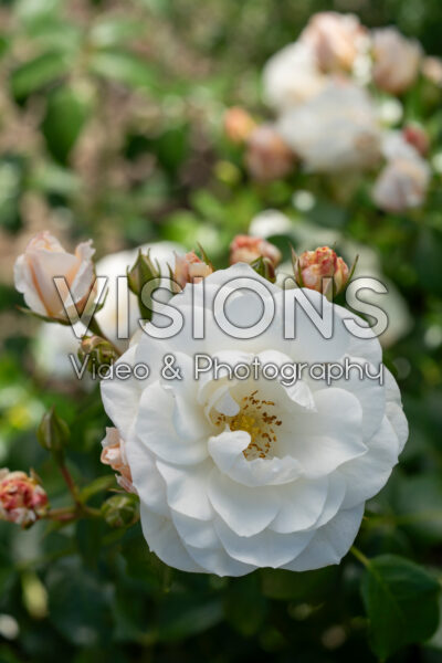 Rosa Pury® Rosa Pury®