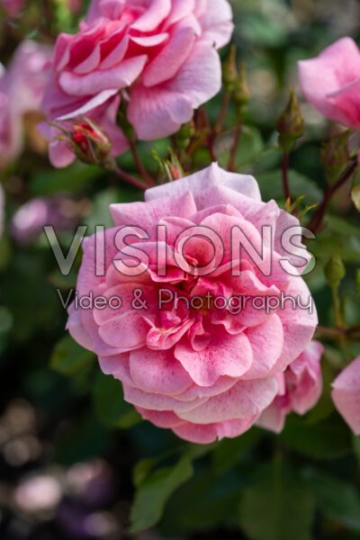 Rosa Lancelot® 