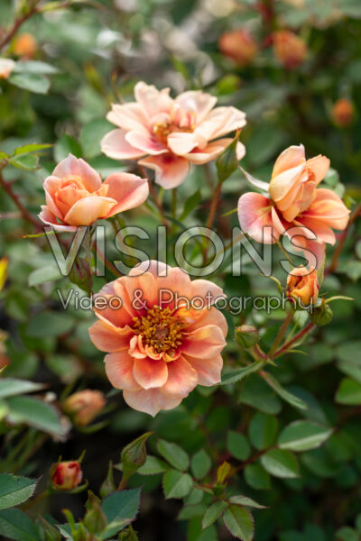 Rosa Bijenweelde® Bernstein