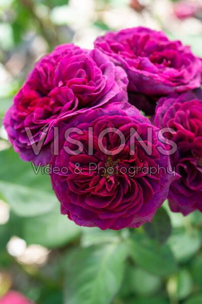 Rosa Deep Secret® Rosa Deep Secret®