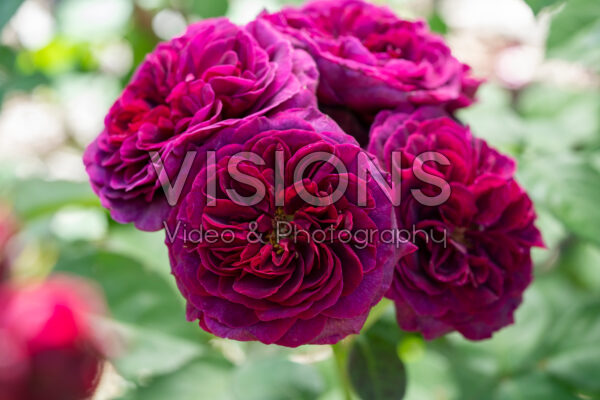 Rosa Deep Secret® Rosa Deep Secret®