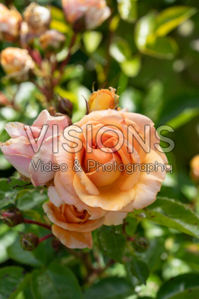 Rosa Circle of Life® 