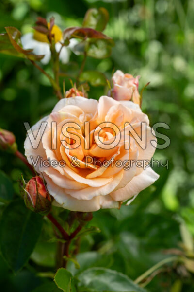 Rosa Circle of Life® 