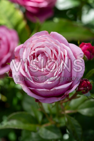 Rosa Desirée Rosa Desirée