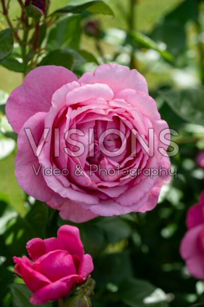 Rosa Desirée Rosa Desirée