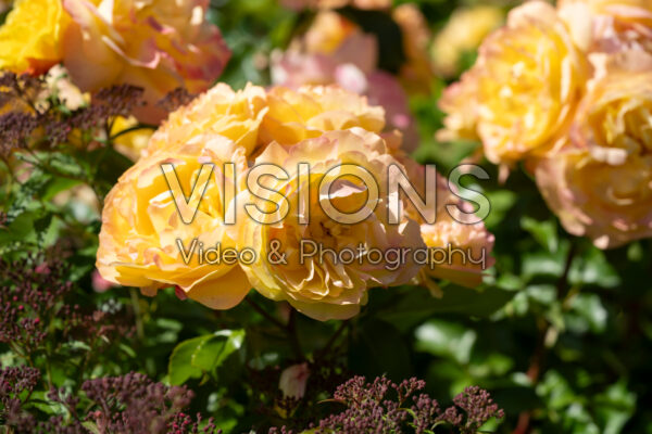 Rosa Lampion®