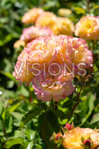 Rosa Lampion®