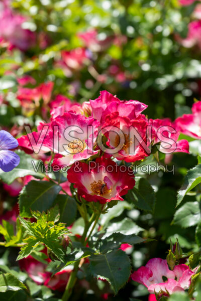 Rosa Loki® Rosa Loki®