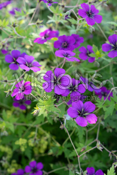 Geranium himalayense Geranium himalayense