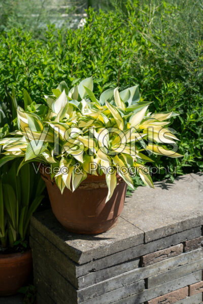Hosta