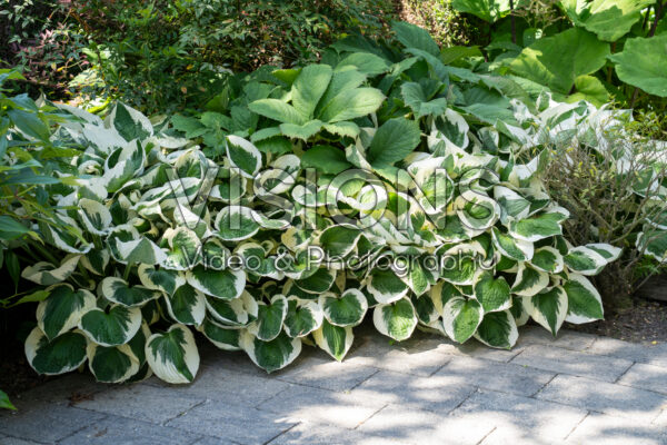 Hosta Hosta