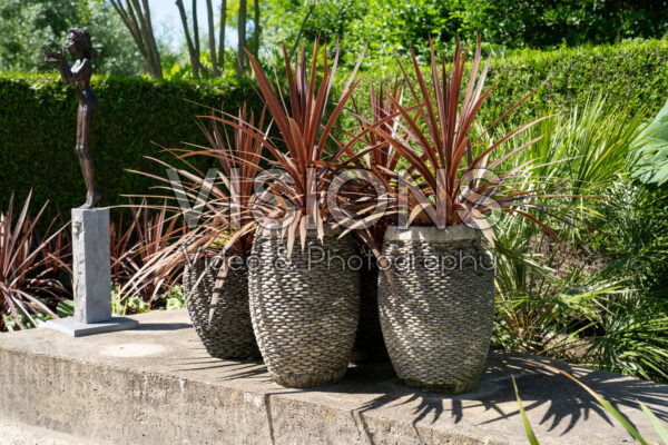 Cordyline
