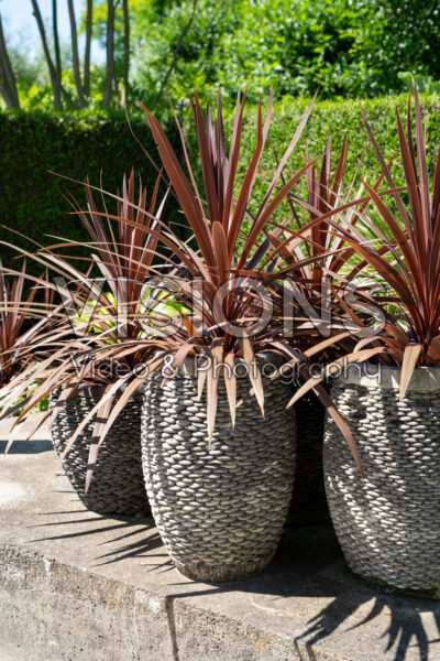 Cordyline