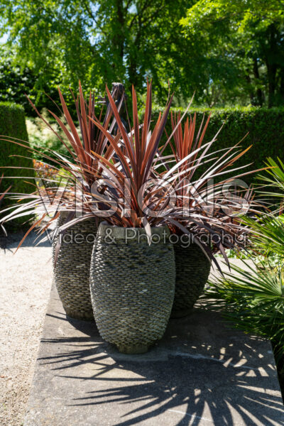 Cordyline