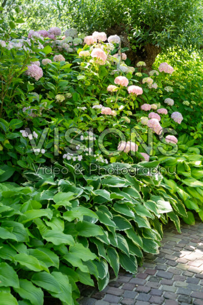Hosta en Hydrangea border