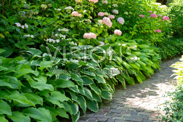 Hosta en Hydrangea border