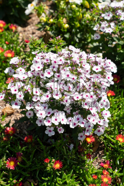 Phlox