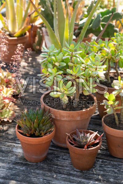 Succulents