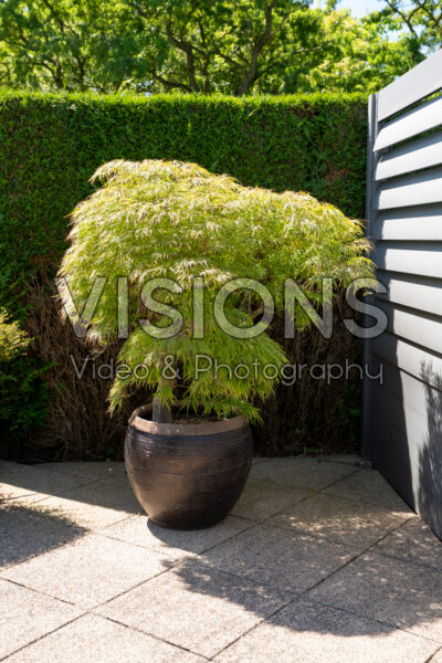 Acer palmatum Dissectum