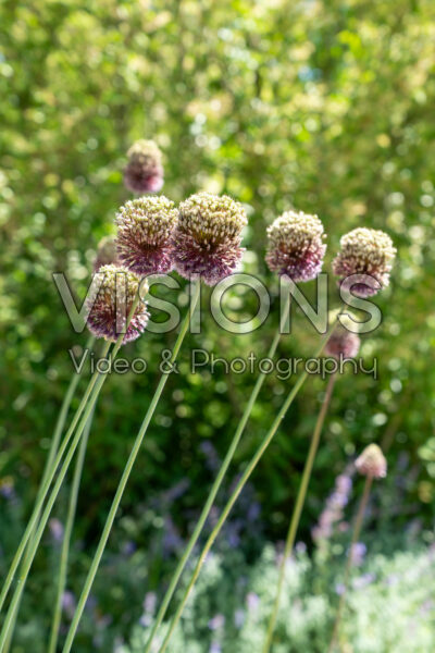 Allium Forelock