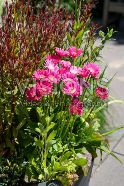 Gerbera Garvinea® Gerbera Garvinea®