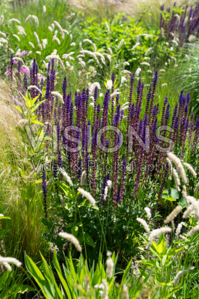 Mixed perennials