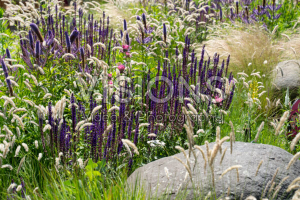 Gemengde vaste planten