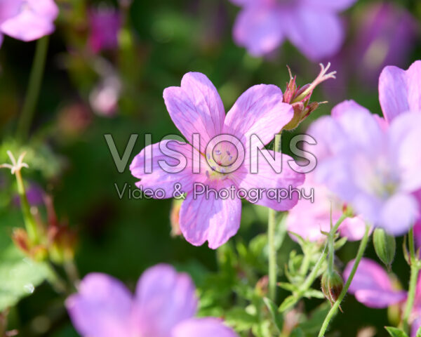 Geranium oxonianum Geranium oxonianum