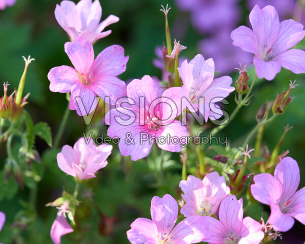 Geranium oxonianum