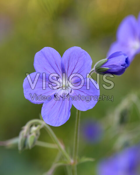 Geranium Rozanne