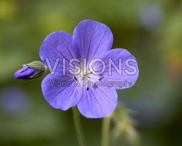 Geranium Rozanne