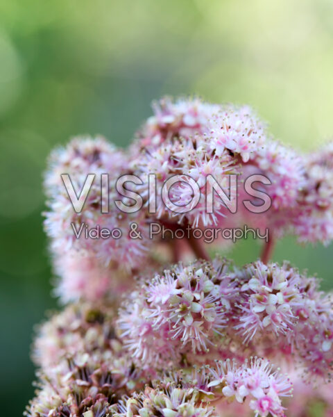 Rodgersia pinnata Rodgersia pinnata