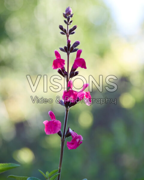 Salvia