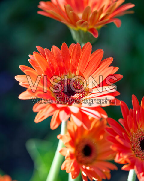 Gerbera Garvinea® Sweet Sunset