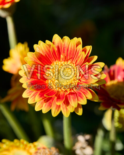 Gerbera Garvinea® Sweet Blaze Gerbera Garvinea® Sweet Blaze