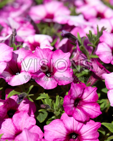 Petunia