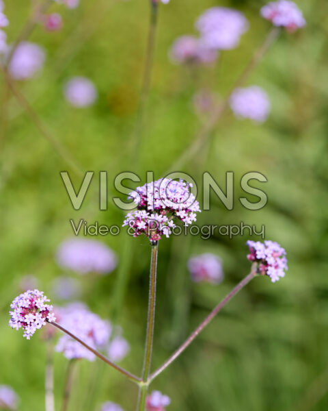 Verbena bonariensis