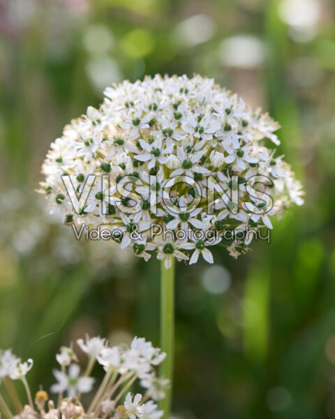 Allium nigrum